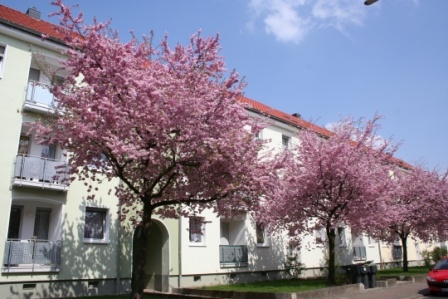Häuserzeile mit neuer Fassade in hellem Farbton, blühende Bäume mit rosa Blüten davor. Kleine Balkone. Häuserzeile mit neuer Fassade in hellem Farbton, blühende Bäume mit rosa Blüten davor. Kleine Balkone.