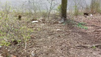 Detailaufnahme Müll in der Böschung Danziger Straße.