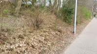 Böschung Danziger Straße nach dem Einsammeln von Müll vom Gehweg aus.