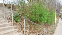 Böschung neben Treppe Danziger Straße nach dem Einsammeln von Müll.