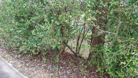 Hecke mit Unrat, davor Gehweg