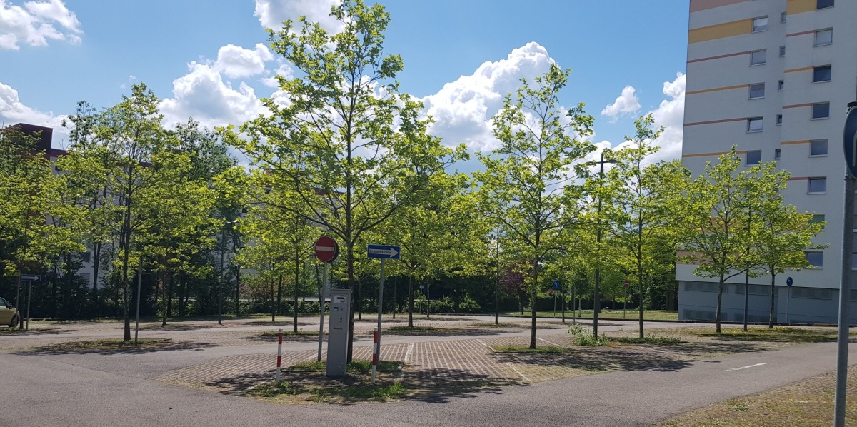 Parkplatz Mecklenburgring mit Platanen versiegelter Parkplatz mit Baumreihen im Frühjahr