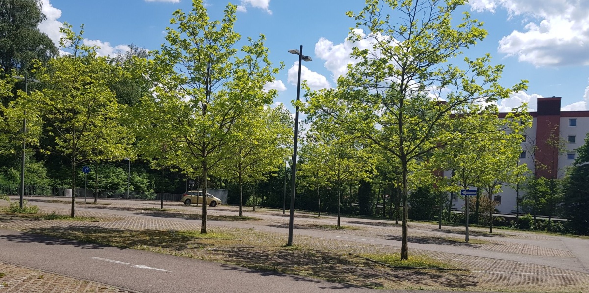 Parkplatz Mecklenburgring mit Platanen versiegelter Parkplatz mit Baumreihen im Frühjahr