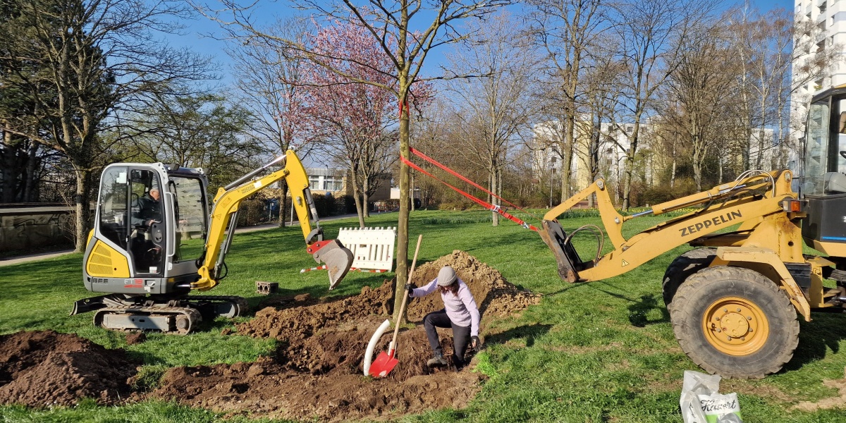 Einpflanzen einer Platane am neuen Standort Platane in neuer Pflanzgrube, links schaufelt Minibagger Erde rein, rechts wird der Baum von Bagger gehalten.
