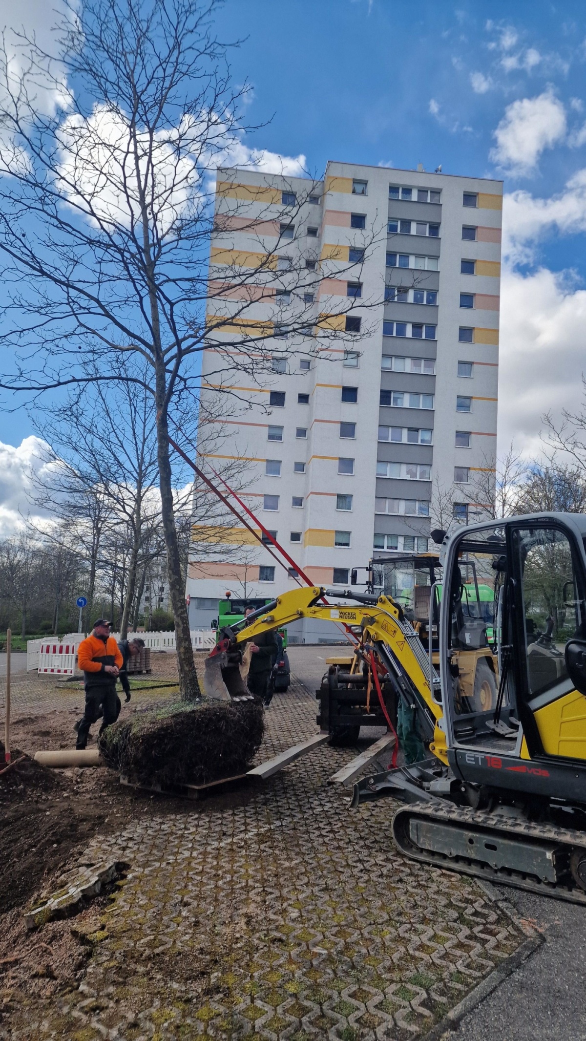 Platane mit verpacktem Wurzelballen für Transport Vorne Minibagger, hinten Radlader beim Verladen einer Platane nach dem Ausgraben auf dem Parkplatz.