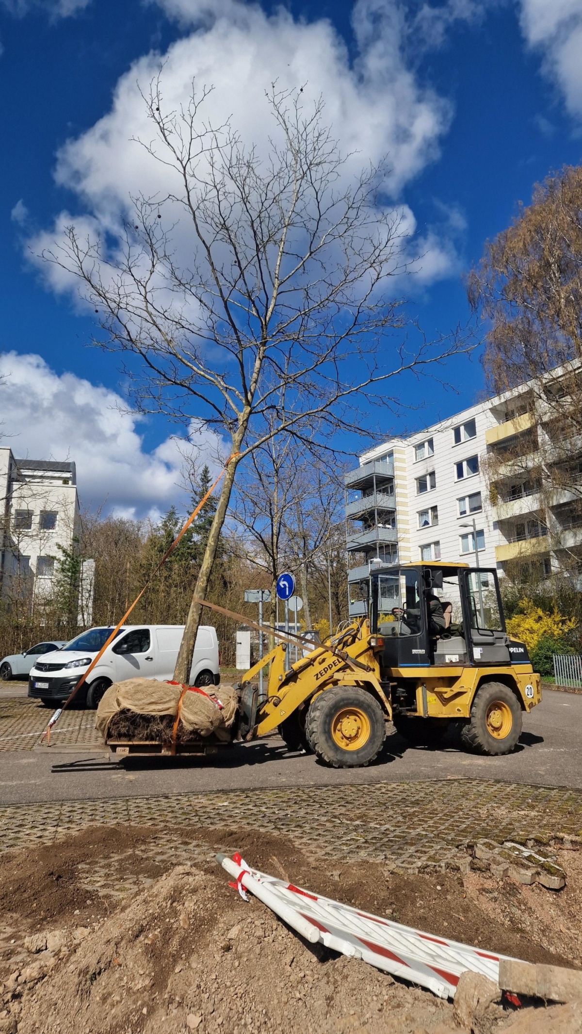 Platane wird auf Radlader transportier Auf Radlader mit Gurt fixierte Platane wird weggefahren.